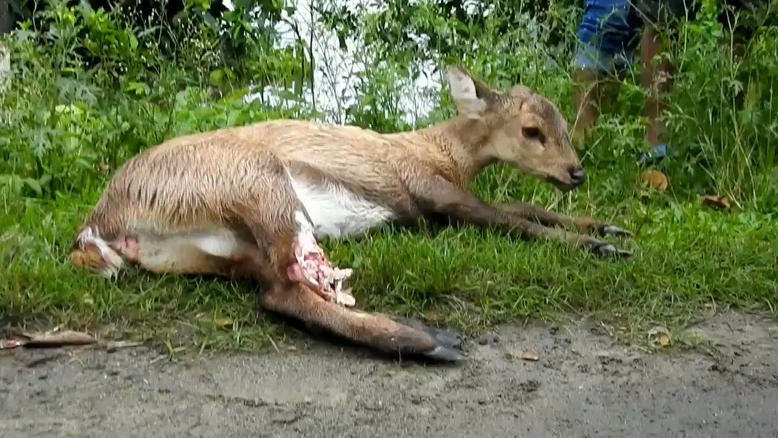 Kaziranga animals worst hit as floods ile ilgili gÃ¶rsel sonucu