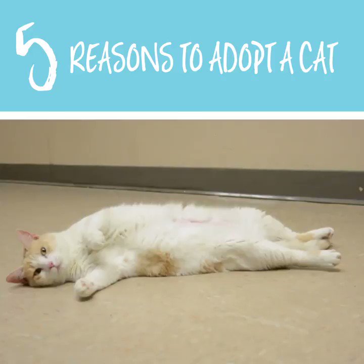 #5: You're saving lives!
Adopt a cat or kitten for free at any LifeLine shelter this July!