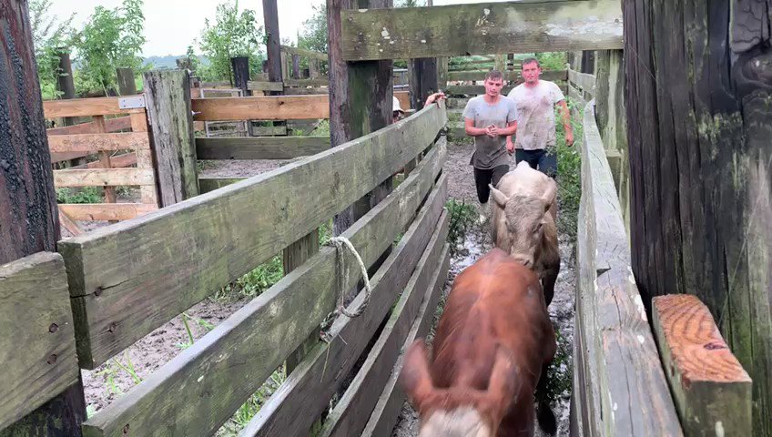 LOOK: Flooding following Tropical Storm #Barry forced cattle farmers to relocate their cows to higher ground from a temporary holding gate