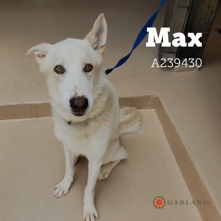 Garland Texas (@garlandtxgov) on Twitter photo 2019-07-16 00:17:18 Our $15 adoption special is still going on! Stop by 600 Tower St. to meet your new fur baby! Please share to help these dogs find a home! #adoptdontshop #garlandtx #dogs #cats #animals #pets #mutts #kittens #max #lisa #nala #nintendo #sparky #lacy #goofy #star #bran #benson Our $15 adoption special is still going on! Stop by 600 Tower St. to meet your new fur baby! Please share to help these dogs find a home! #adoptdontshop #garlandtx #dogs #cats #animals #pets #mutts #kittens #max #lisa #nala #nintendo #sparky #lacy #goofy #star #bran #benson