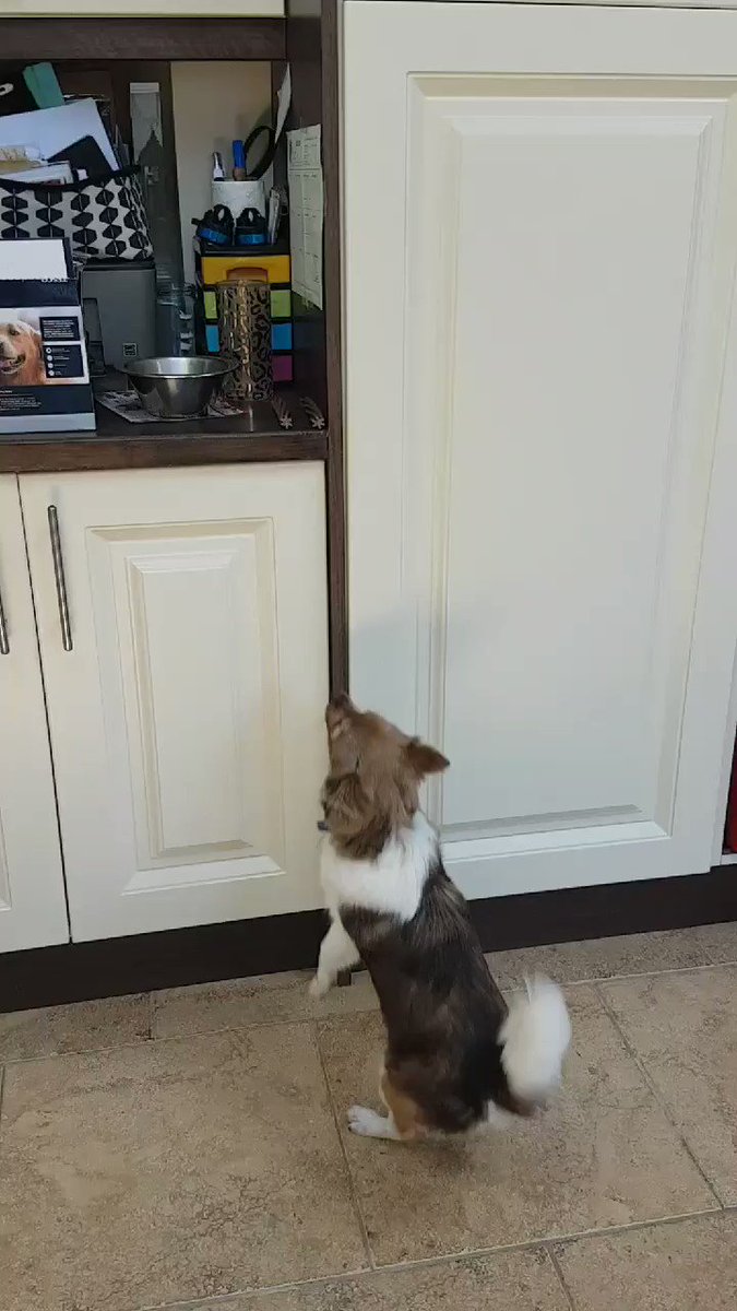 When you want something get it yourself, such a gentle, playful puppy 🐶🐕😉
#tryingHard
#Milo
#dogsoftwitter