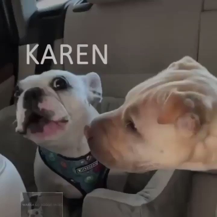 when your dog argues with you
#funny #lol #rofl #lmao #lmfao #video #videos #viral #viralvideo #viralvideos #haha #Hilarious #dog #dogs #argue