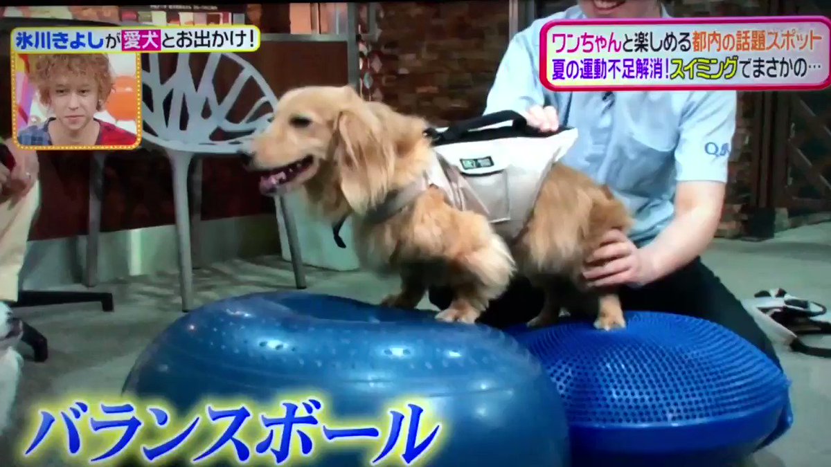 きよし ココア ミルク クロ 優し いきよし君 初泳ぎの ミルクちゃんの頑張りに号泣 ੭ᵒ