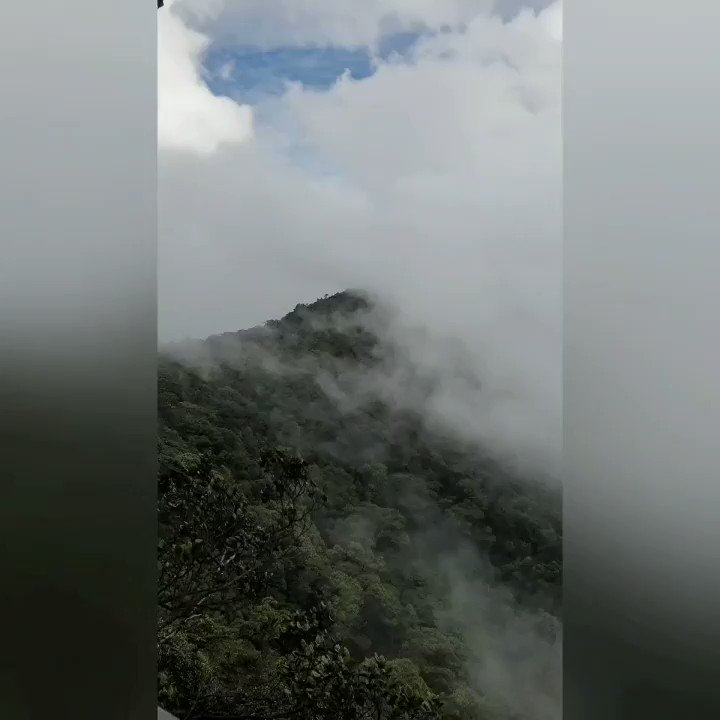 Last hike up the mossy forest tower to touch the clouds (Mossy Forest, Cameron Highlands, Malaysia) #travel #holiday #vacation #familytime #familyvacation #makingmemories #malaysia #cameronhighlands #mossyforest #sky #clouds