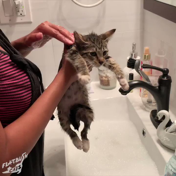 Flatbush Cats (@flatbushcats) on Twitter photo 2019-07-17 13:20:34 we named her Le Tigre. time for a spa day (flea bath) we named her Le Tigre. time for a spa day (flea bath)