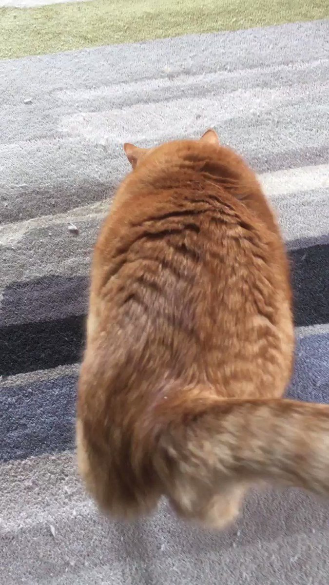 BIG NEWS
I finally has a Nana Phone
🍌📞
I’ve no idea how it works but I’ve spent all morning fighting it to find the control buttons
Any #WednesdayWisdom you can give on its use #CatsOfTwitter ?#GingerPosse ?
🐯🐾🧡