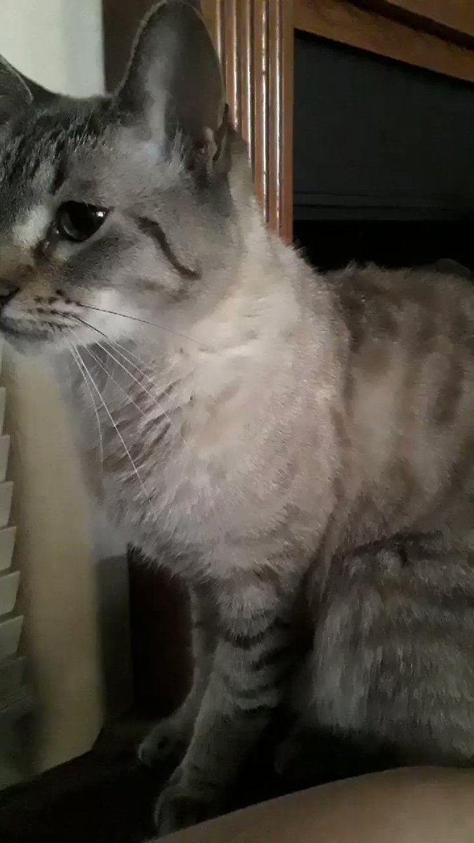 Starscream always wants to be the center of attention. Too cute! Can't ignore! #transformers #cats @blumspew