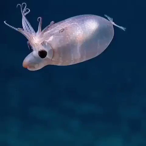 深海で発見された可愛い子豚のようなイカ、コブタイカ・とっても可愛らしい!!!!