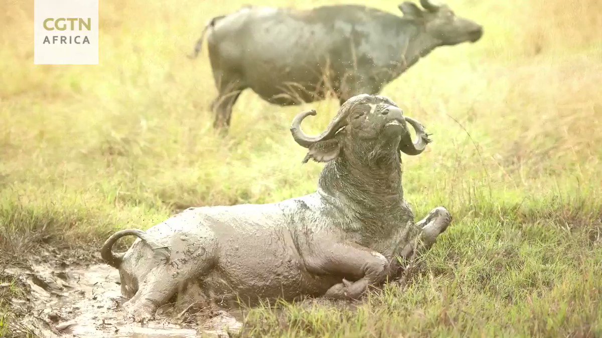 GG David spends a lot of time in the bush. As one of the hosts of our #WildWonderland series that airs between 22-28 July, what does he have to say?Watch it LIVE on:CGTN APPFB: CGTN, CGTN AfricaTWITTER: @CGTNOfficial, @cgtnafricaYouTube: CGTN, CGTN AfricaSina Weibo: CGTN