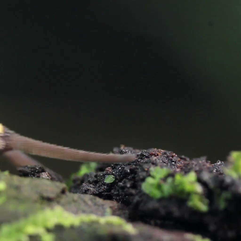 Walk into Wednesday with the Velvet Worm. 🐛 The Onychophora shoots a white glue-like slime to ensnare its prey and possesses a fluid-filled body cavity that acts as a hydrostatic skeleton. This ancient predator is found in the temperate zone of the Southern Hemisphere.🌳#science
