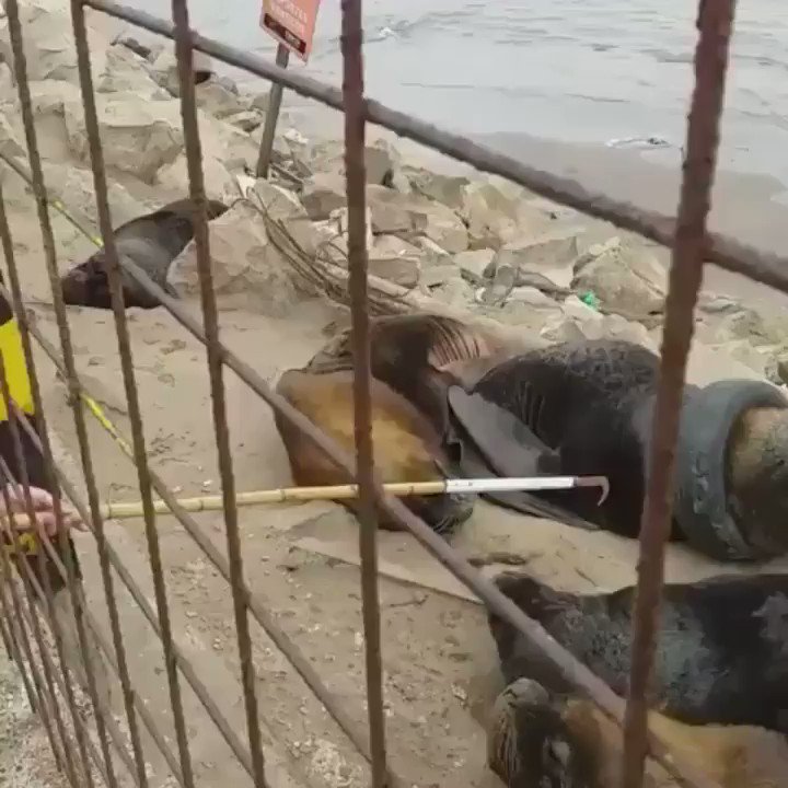 A man’s numerous attempts to free a #sealion’s neck from a tire, paid off. 🙏💛#animalrescue
Via: melvingarcia5149
Video By: anitamarinomdq⠀
🌍👉@WorldAnimalNews @Peace_4_Animals