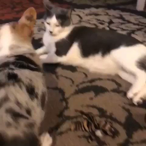 From @willowthebluemerlecorgi: โLet me tell you about my best friend ๐ปโค๏ธ๐ถโ #catsofinstagram