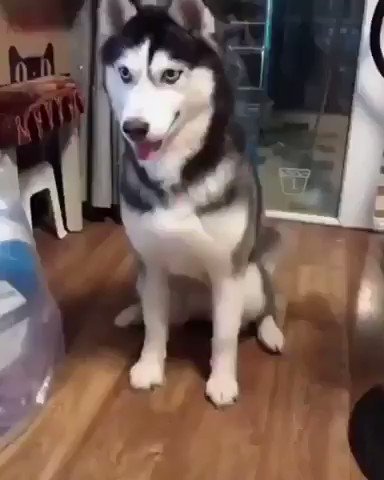 husky doesn't quite have a grasp on "shake" 🐶🐾