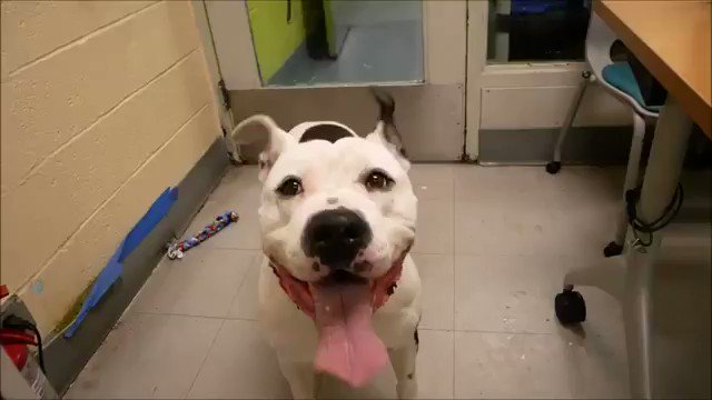 SPOT LOVES ATTENTION AND PEOPLE. THEYโLL KILL HIM SATURDAY BECAUSE HE HATES THE CAGE. Perfect grades (โa big ball of loveโ); freaked out by bars. Dumped for digging in the yard! Spot #65636 needs pledges via @chortletown to get a Rescue, F/A. PLEASE RT https://newhope.shelterbuddy.com/Animal/Profile/Index/87cfd016-001b-4a93-bb7d-496d05f28effย โฆ