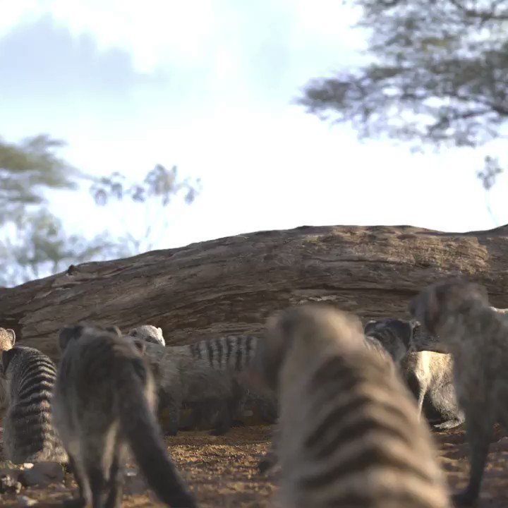 Si necesitas un poco de Hakuna Matata en tu vida... esta playlist te puede ayudar. #TheLionKing #ElReyLeón @disneylionking http://spoti.fi/TheLionKing