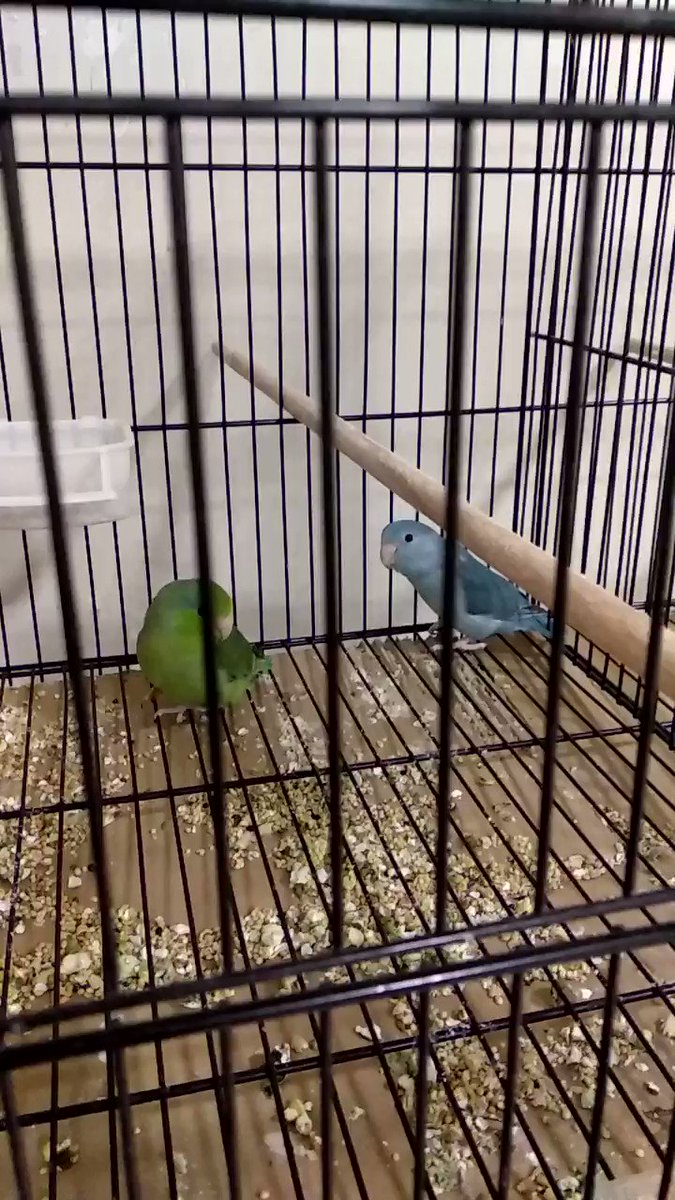 Forpus papağanı Afacan pet shop Siirt Andera park AVM'de #siirt #Andera #afacanpetshop #Anderapetshop #siü #kurtalan #baykan #şirvan #tillo #eruh #pervari