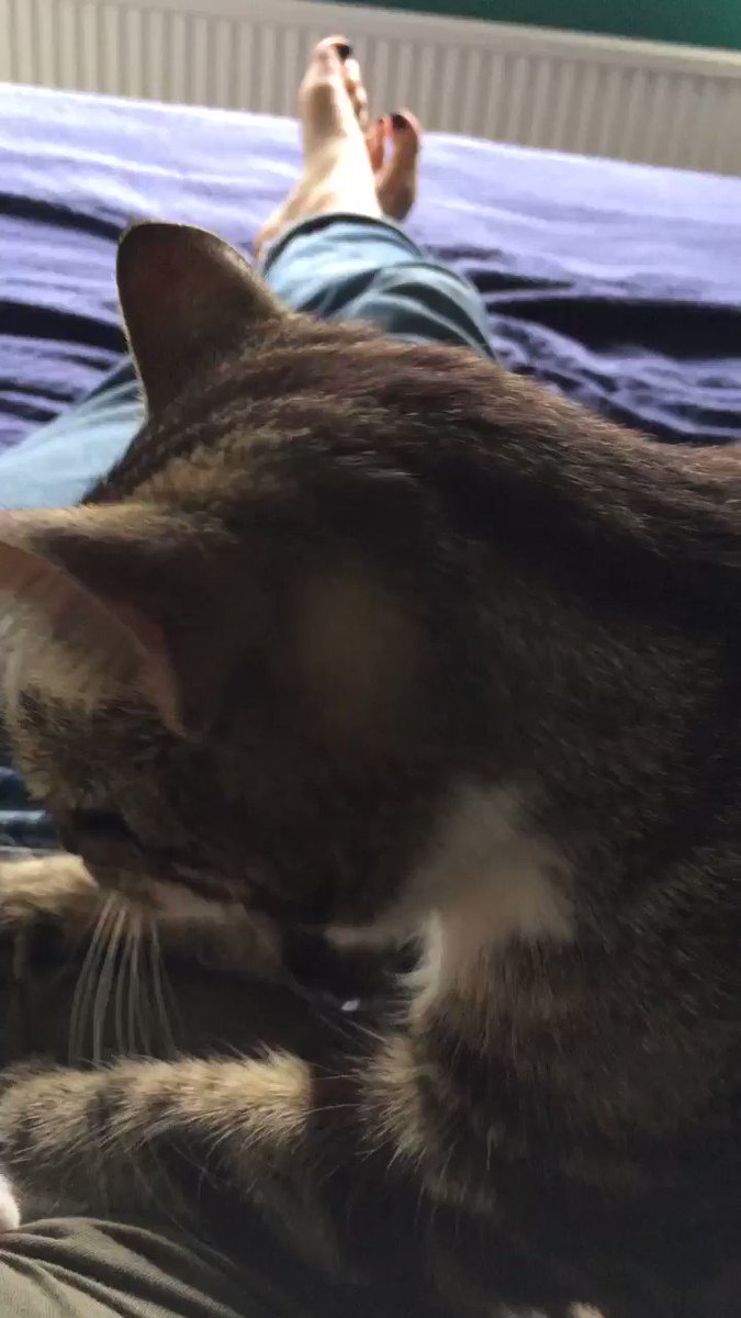 Stopped for a screenbreak and this happened #CatsOfTwitter #freelance