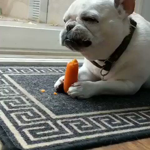 Meet Homer, lover of 🥕🥕🥕#WeeklyFluff https://www.instagram.com/p/B0Gsp5-gQVE/