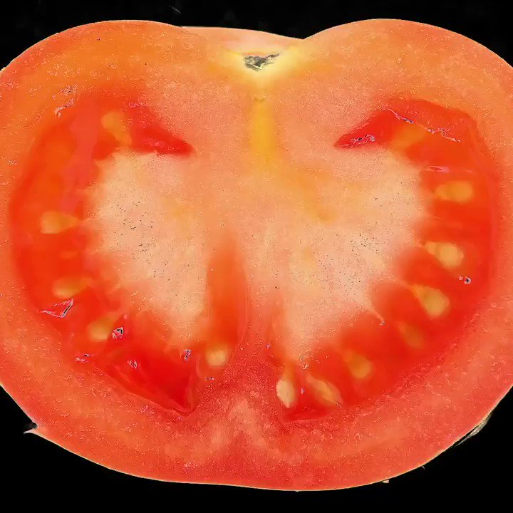 Happy #FungusFriday! Unlike plants, molds don't grow from seeds, they grow from tiny spores that float around in the air. Mold thrives on high-acid foods and soft fruits, so be sure to keep an eye on your tomatoes! 🍅#Science