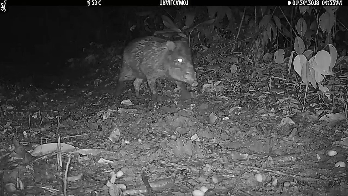 The Amazon rainforest of Tambopata is extremely biodiverse. Thanks to the camera traps of our researchers we can learn more about the amazing wildlife that inhabits the rainforest. Someone is very curious about the cameras!!
#AmazonWildlife https://www.perunature.com/the-wildlife/
