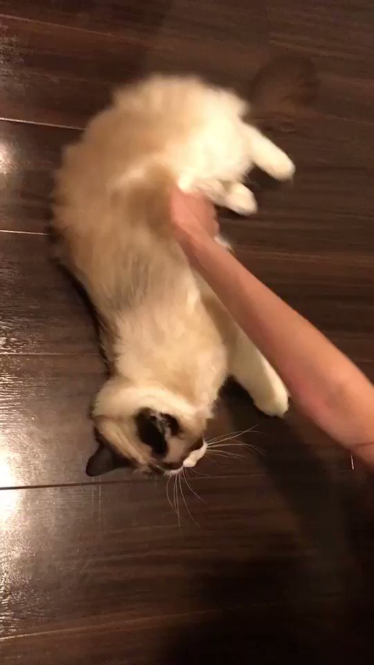 猫飼いの普通の光景だと思ってた 猫さんがモップのようにクルクル回る光景がシュール フローリング綺麗にしておかないとできない Togetter