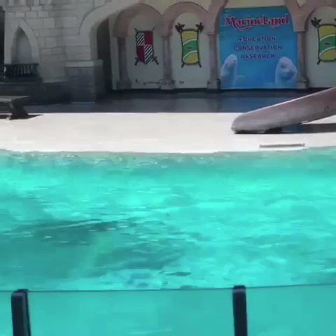 Niagara Falls is experiencing EXTREME HEAT yet MarineLand Canada is forcing it’s last surviving walrus to perform in the direct sunlight. 4 walruses have died at MarineLand in the past 2 years. Any wonder why? #SaveSmooshi