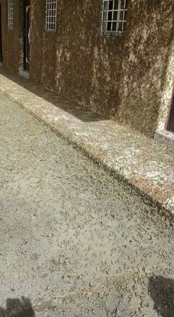 امس في الواديين . ابها
نسأل الله العفو والعافية
نزل الجراد على الجدران أكل البوية .. أكل ورق الأشجار والثمار والفواكه . نعوذ بالله من غضبه هذي بداية للقحط والجوع أنتبهو وأستغفرو . اللهم ردنا أليك ردا"جميلا وأغفر لنا وأرحمنا .....😓👇🏼
#خميس_مشيط_الان