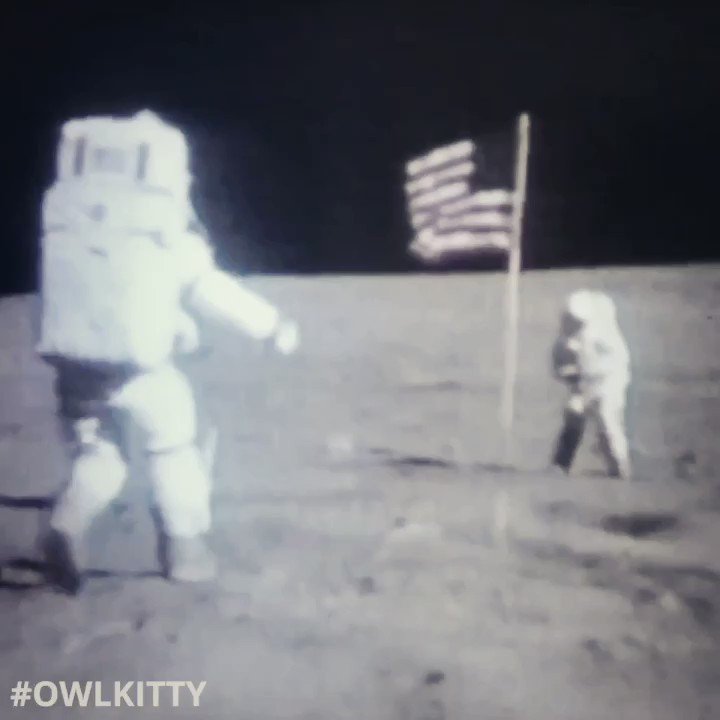 OwlKitty (@Owl__Kitty) on Twitter photo 2019-07-21 15:24:08 Fake Meows #nasa #MoonLanding #owlkitty #moon Fake Meows #nasa #MoonLanding #owlkitty #moon
