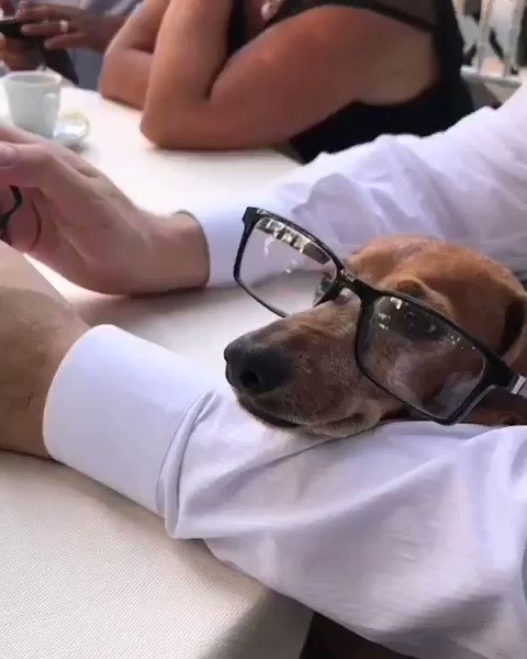 The #boss is back!
#jackie #dachshund with #glasses #chairing a #meeting for a #new #project
Il Costume by Giuseppina Angotzi
#costume #rome #bespoke #heritage #hautecouture #MadeInItaly #fashion #style #lovemydog #dog #doglovers #dachshundsofinstagram #intellectual #mood