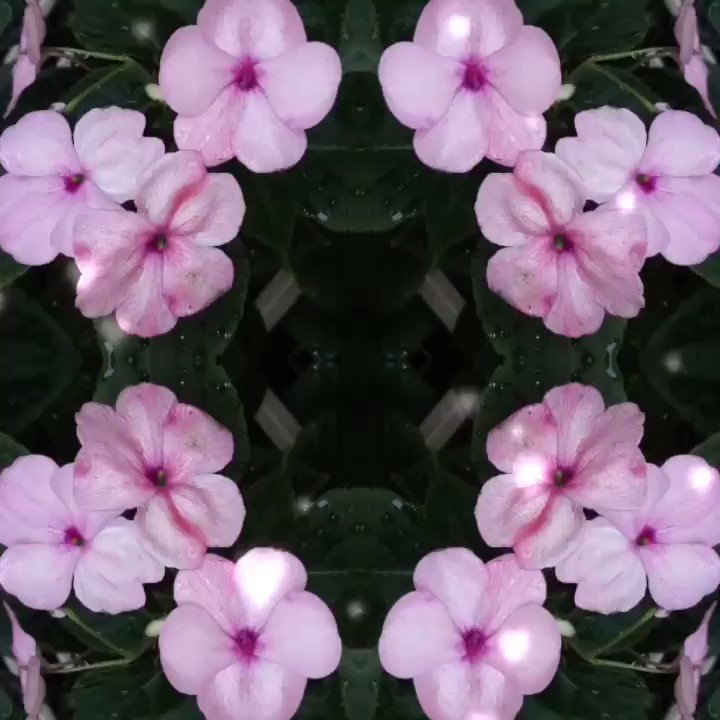 Esta bella impatiens nació de manera espontánea en mi maceta y ahora alegra mis días con sus bellas flores 🌸 😍🤩😍 #Guayaquil #Ecuador 🇪🇨 #floreslindas #photographers #garden #impatiens #impatient #impatientflower #impatiensbalsamina #impatienswalleriana #miramelindo