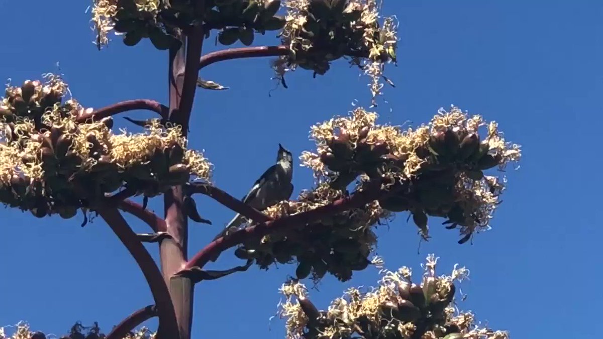 Louie Zong (@everydaylouie) on Twitter photo 22/07/2019 04:45:04 mockingbird?? 🚗🔊 mockingbird?? 🚗🔊