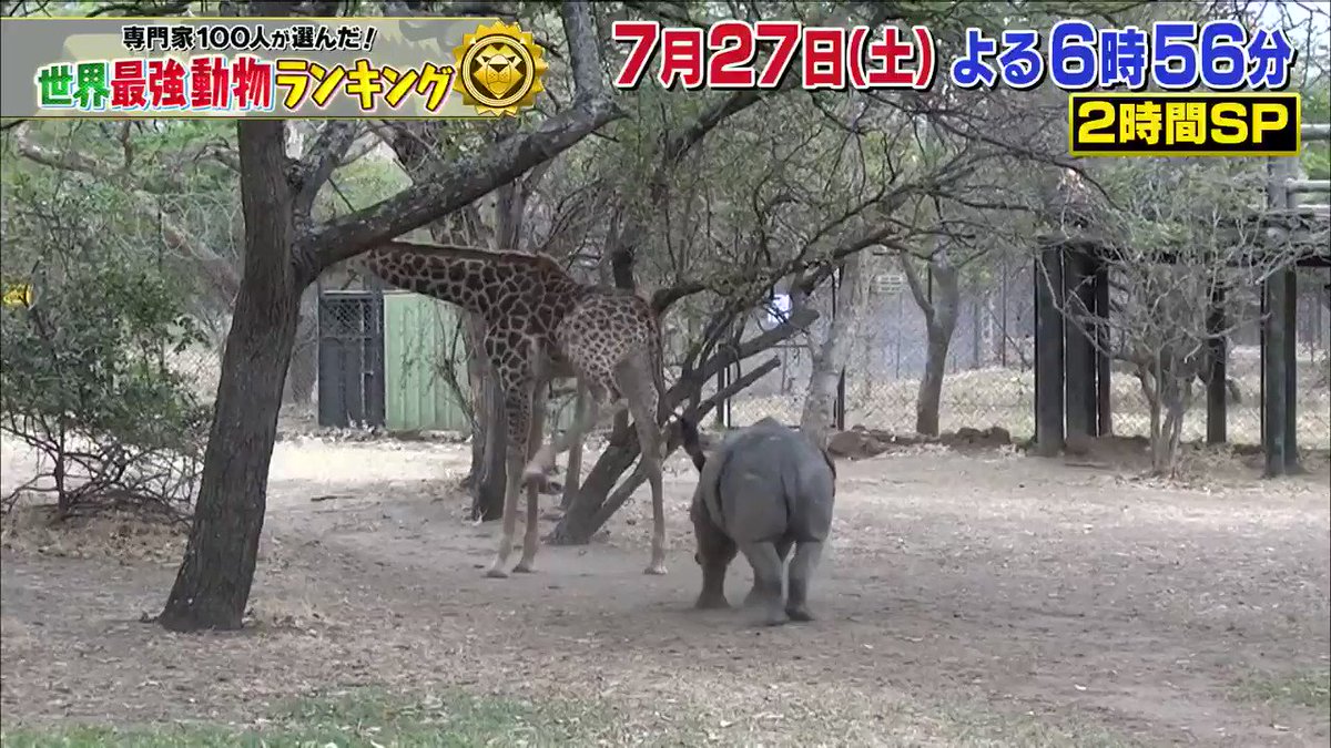 世界最強動物ランキングベスト 地球上で一番強い動物は何 速さと臭さも よろず堂通信
