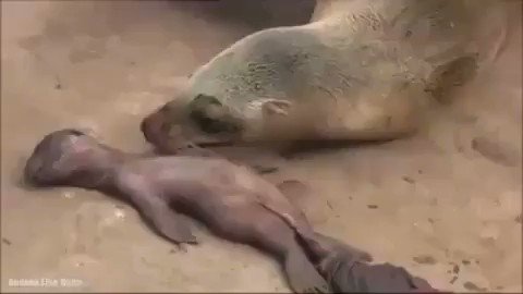 HEARTBREAKING💔
A mother sea-lion mourns the loss of her still born child just as a human would. The sadness of losing a child at birth can be such a devastating blow to any mother. Without a doubt, animals feel emotions just as we do!
#AnimalsHaveFeelingsToo 🙏🙏
