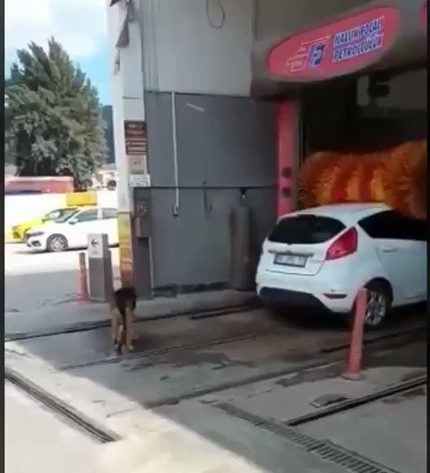 Luciano Lugo (@Luciano434) on Twitter photo 23/07/2019 03:11:58 El perro de Macri 😂 El perro de Macri 😂
