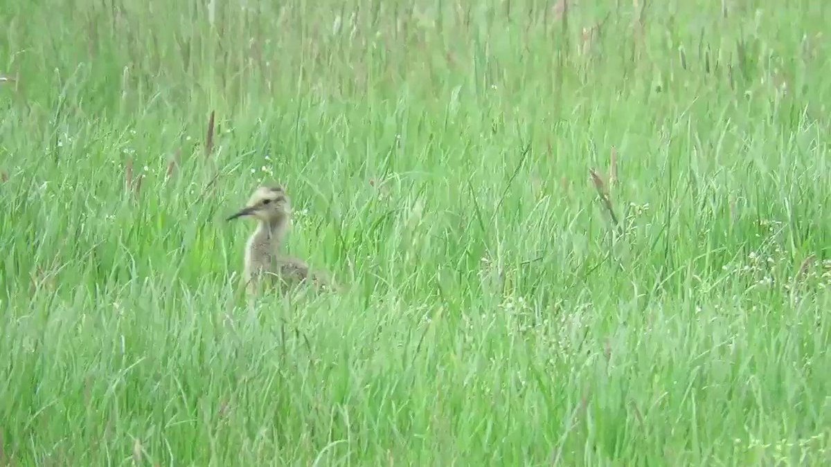 Young Curlew disappears in to long grass in the Durham Dales @DurhamBirdClub @clevelandbirds @Britnatureguide
