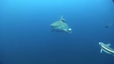 Interested to know about South Africa's fascinating ocean life? A shark-cage-dive gives you an opportunity to enjoy the magnificence and elegance of these underwater giants.
Hear our interview with marine biologist Alison Towner: https://buff.ly/2EMZ3p0 Video @ronntheway_
