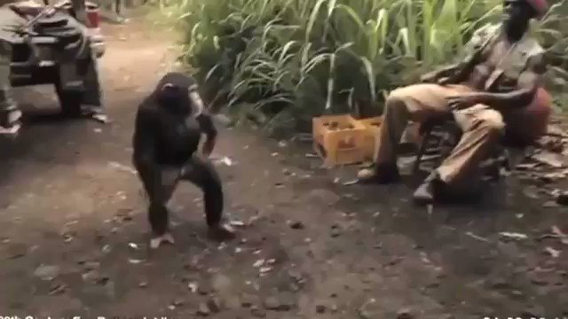 人気のおもしろ動画 厳選 チンパンジーがakぶっ放す動画面白すぎてずっと笑ってるwwwww