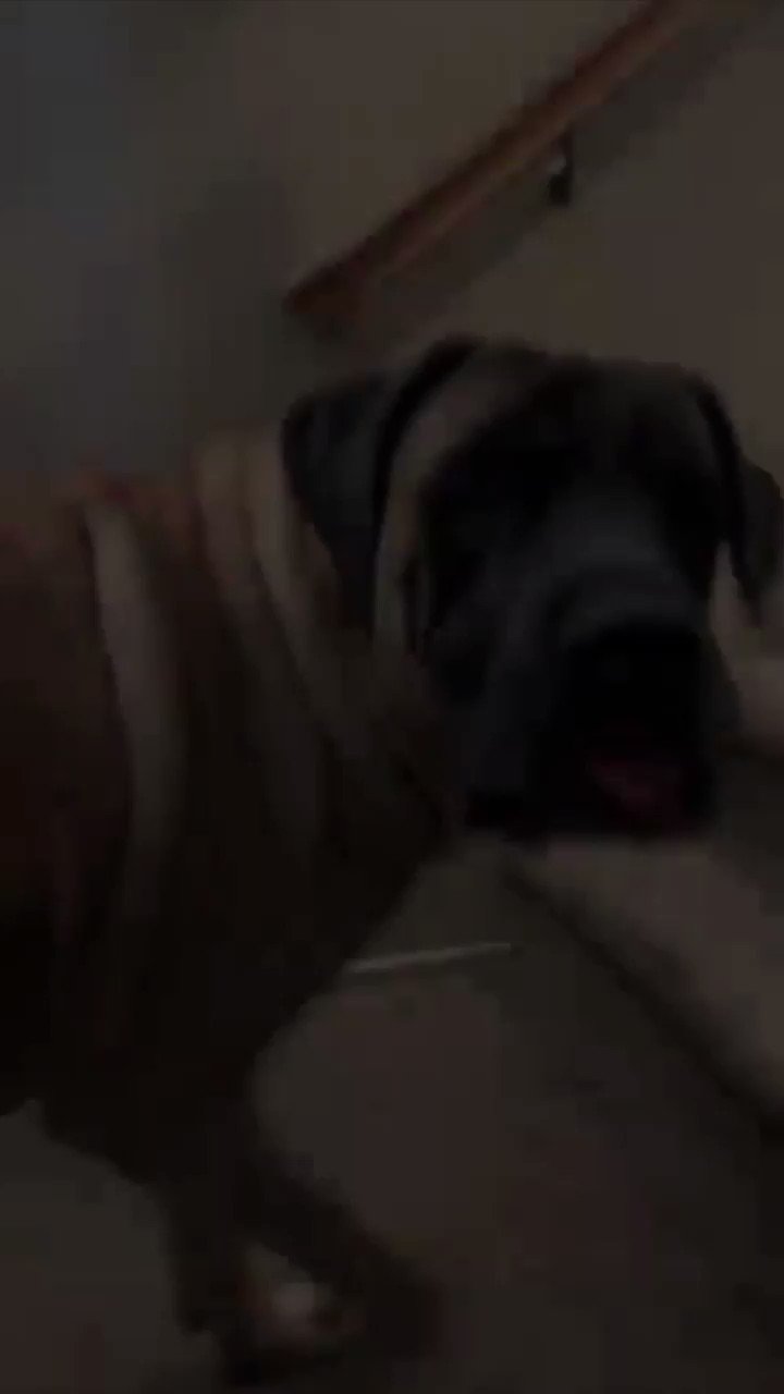Can I Use Castile Soap To Wash My Dog