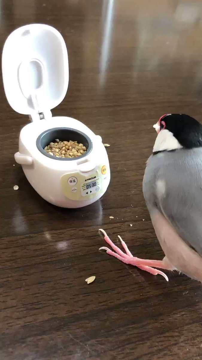 270円 2021年最新海外 夫婦白文鳥 米ちゃん 21cm 270円 2021年最新海外 夫婦白文鳥 米ちゃん 21cm