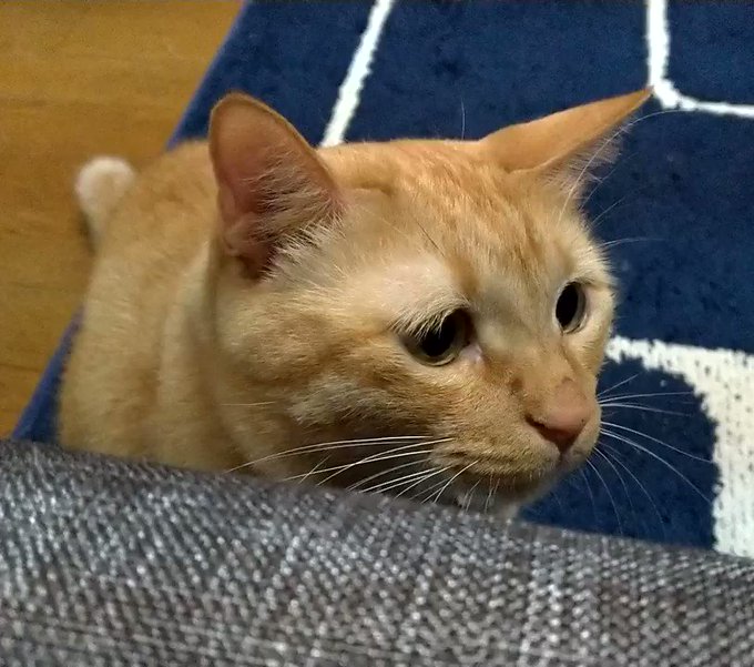 コミックエッセイ劇場さん がハッシュタグ タレ目猫そむが可愛すぎるんじゃ をつけたツイート一覧 1 Whotwi グラフィカルtwitter分析 コミックエッセイ劇場さん がハッシュタグ タレ目猫そむが可愛すぎるんじゃ をつけたツイート一覧 1 Whotwi グラフィカルtwitter分析