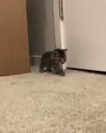 抜き足、差し足、忍び足？子猫が可愛すぎたwww