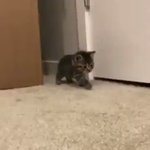 抜き足、差し足、忍び足？子猫が可愛すぎた!
