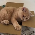自分の身体の大きなが分かってない!？箱に入れてないネコがかわいい!