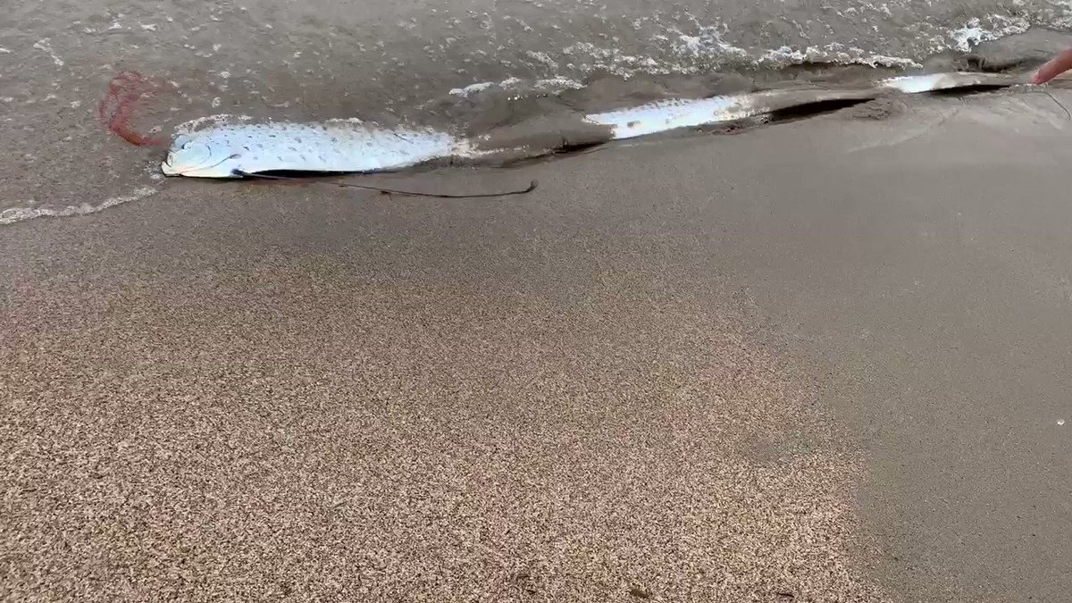 リュウグウノツカイ上がってきた・兵庫の海・びっくりした！！