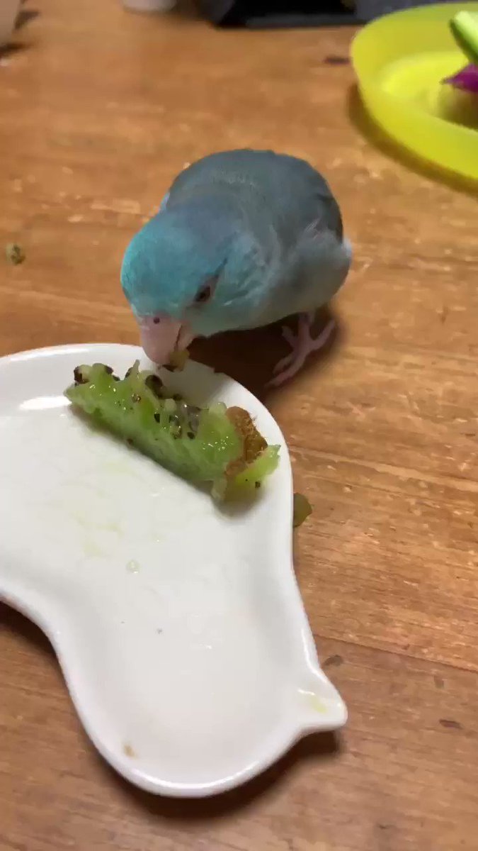 かわいい鳥さんたち 鳥かわいい Togetter かわいい鳥さんたち 鳥かわいい Togetter