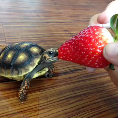 いちごを食べるカメが可愛すぎ！一生懸命かじりつく様子はいつまでも見ていられる！