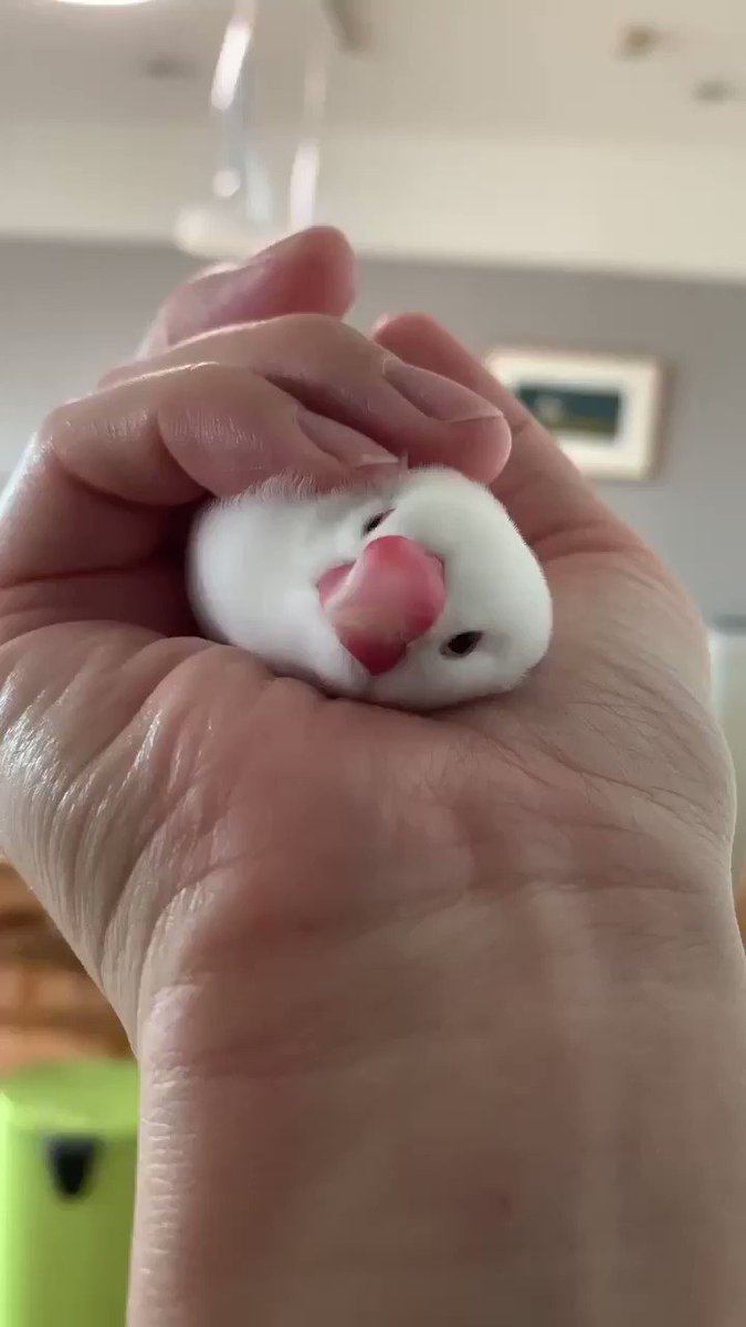 かわいい鳥さんたち 鳥かわいい Togetter