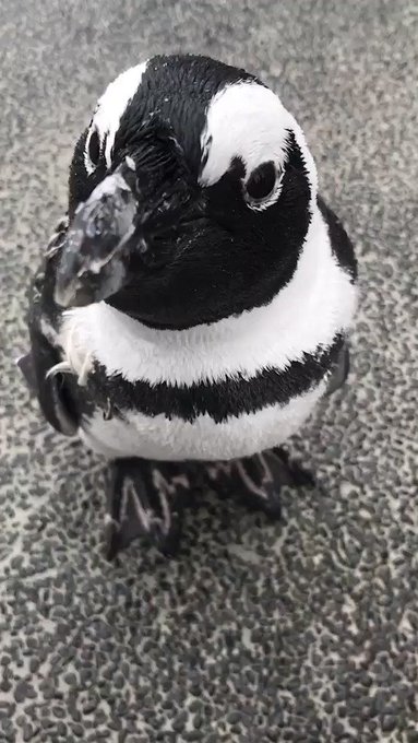 横浜 八景島シーパラダイス公式さん の人気ツイート 1 Whotwi グラフィカルtwitter分析 横浜 八景島シーパラダイス公式さん の人気ツイート 1 Whotwi グラフィカルtwitter分析