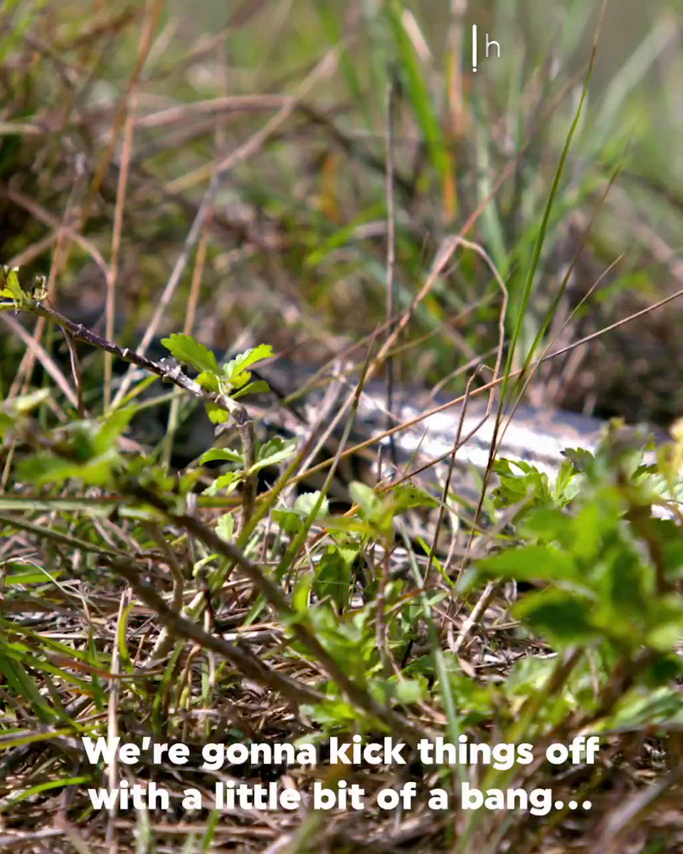 As many of you know, we try on #ReturningTheFavor to highlight a variety of ways to combat #PTSD. I thought I'd seen most of them, till I saw this. Who knew that throwing yourself onto the back of a giant #python was good for the soul? @FacebookWatch http://bit.ly/RTFSnakeHunter