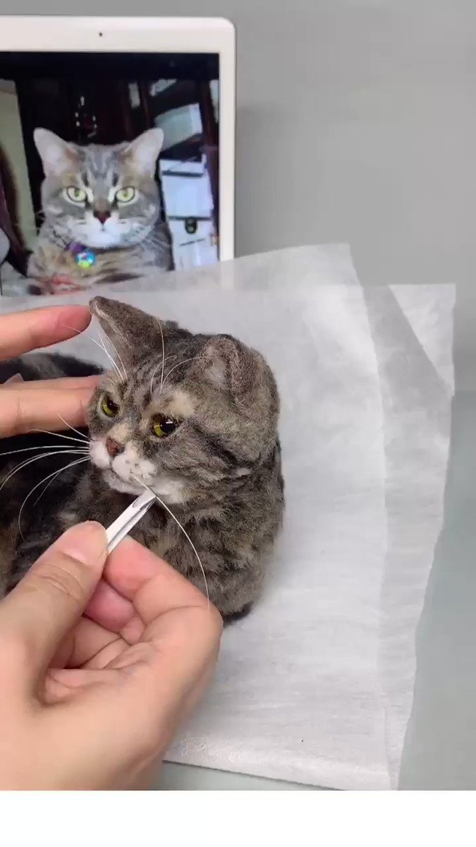 猫のひげエクステってあるんだ と思ったけど実はクオリティがやばいアレだった ジッと我慢してるなぁと Togetter 猫のひげエクステってあるんだ と思ったけど実はクオリティがやばいアレだった ジッと我慢してるなぁと Togetter